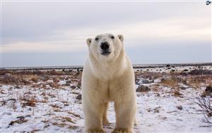 Polar Bears